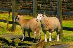 Sheep eight