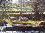 Sheep Stream Stroll