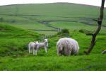Sheep Valley