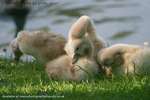 Siamese Cygnets