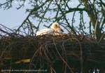 Sleep Little Stork