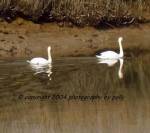 Softened Swans