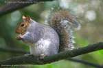 Squirrel Bush