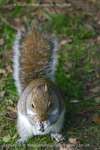 Squirrel Snack