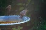 Starling Slurp