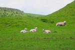 Sunning Sheep