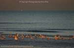 Sunsest Seagulls