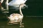 Swan Reflections