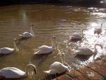 Swans