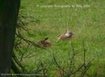 The Deer Creche