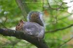 Tree Squirrel