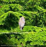 Tree Stork