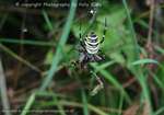 Wasp Spider