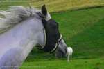 White Beauty