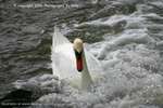 Wild Water Swan 