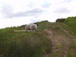 Yorkshire Sheep