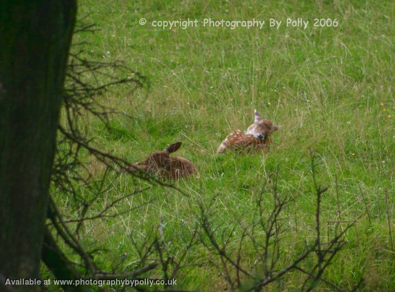 The Deer Creche