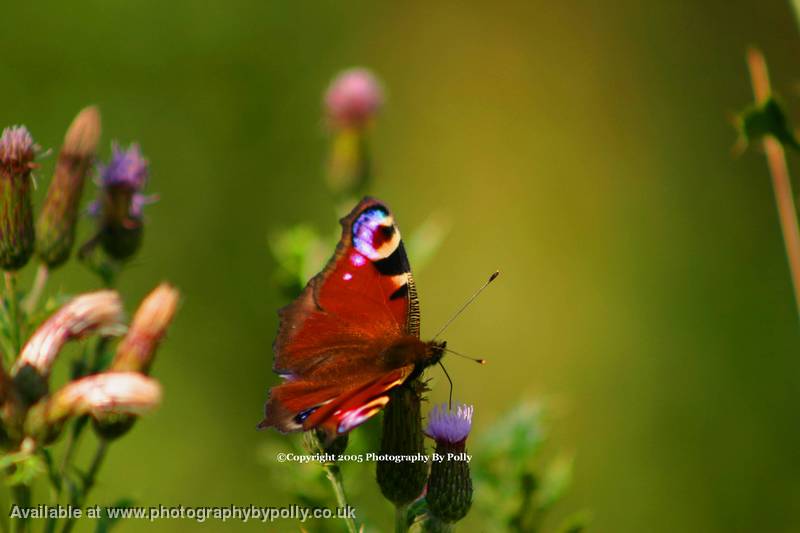 Thistle Feast