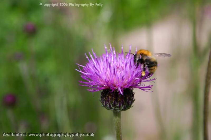 Thistle Feast 1