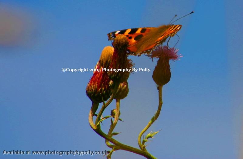 Thistle Profile