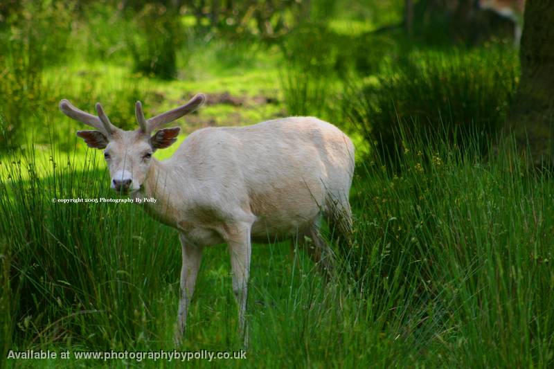 3D Antlers