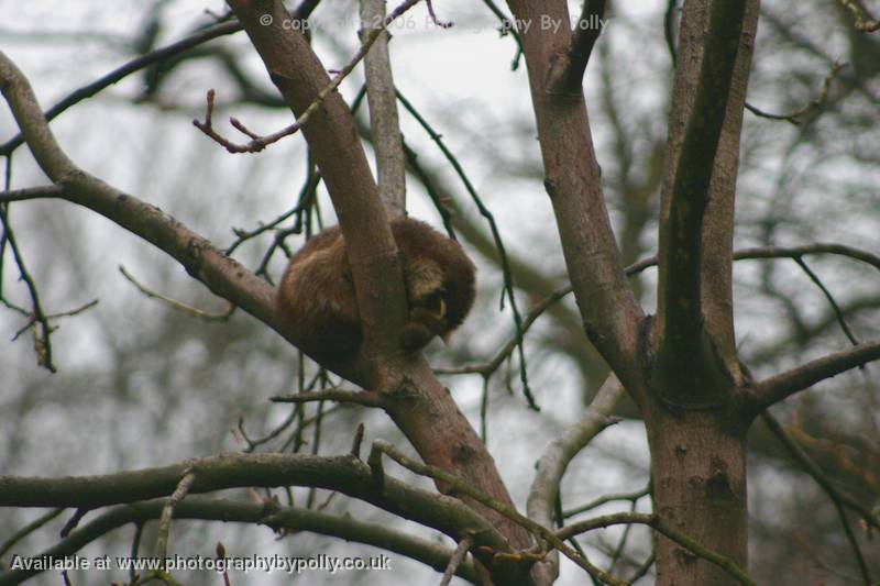 Tree Cat