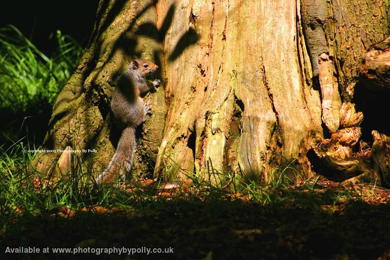 Tree Hugging Squirrel