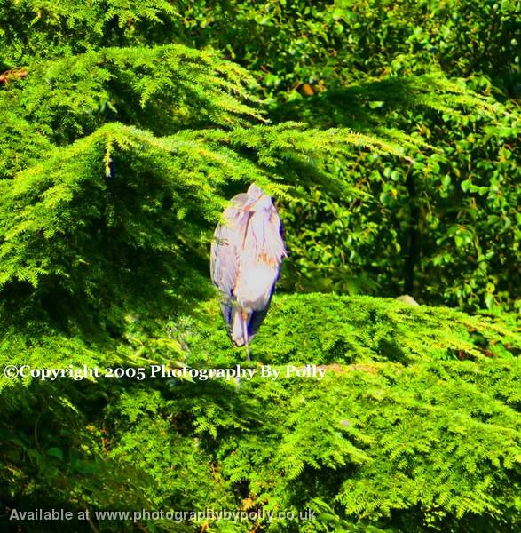 Tree Stork