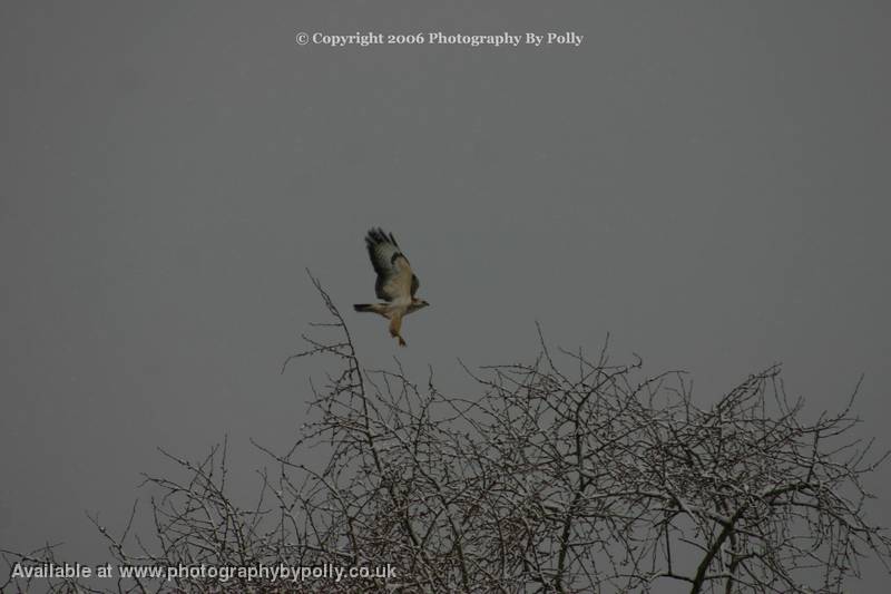 Tree Top Landing