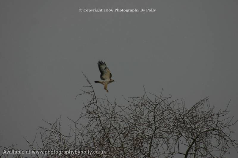 Tree Top Landing