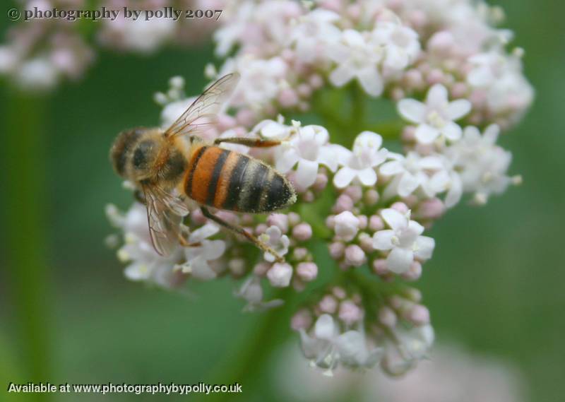 Valerian Lunch