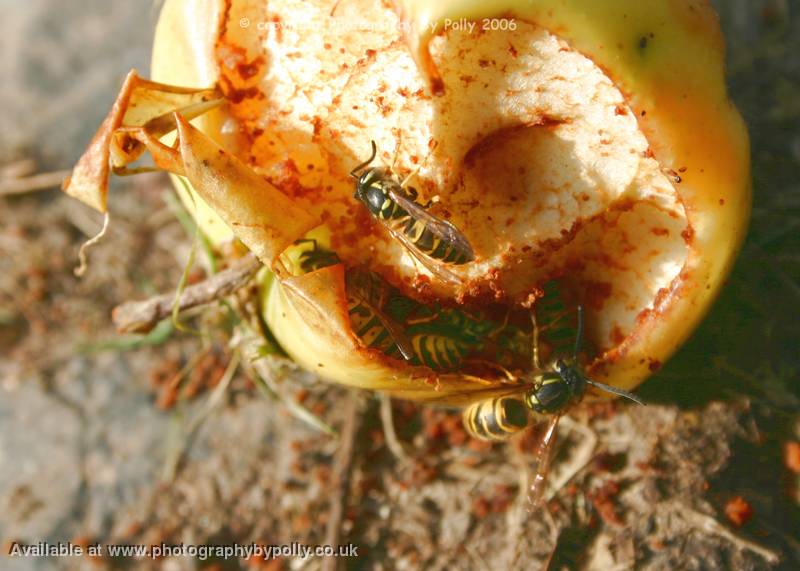 Waspy Feast