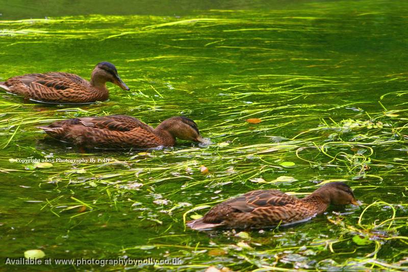 Water Grazing