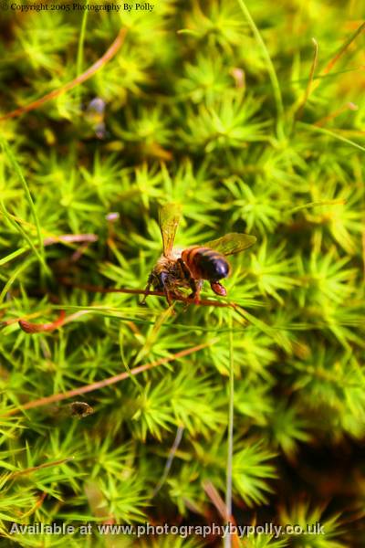 Wet Wasp