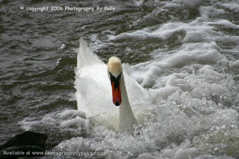 Wild Water Swan 