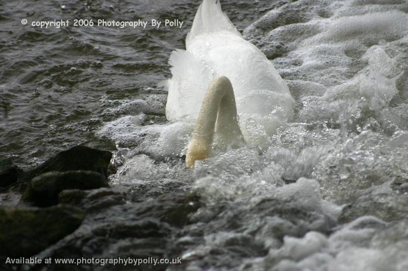 Wild Water Swan 2