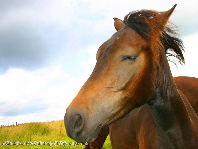 Wind Swept