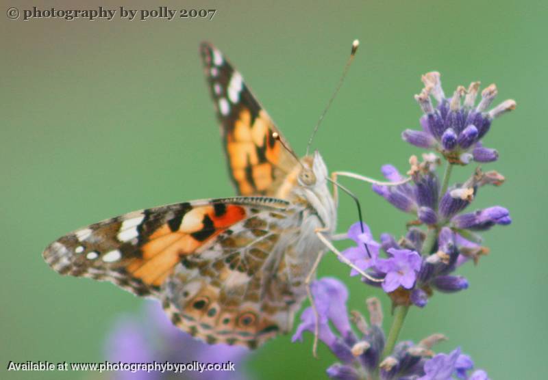 Wings 2 Closeup