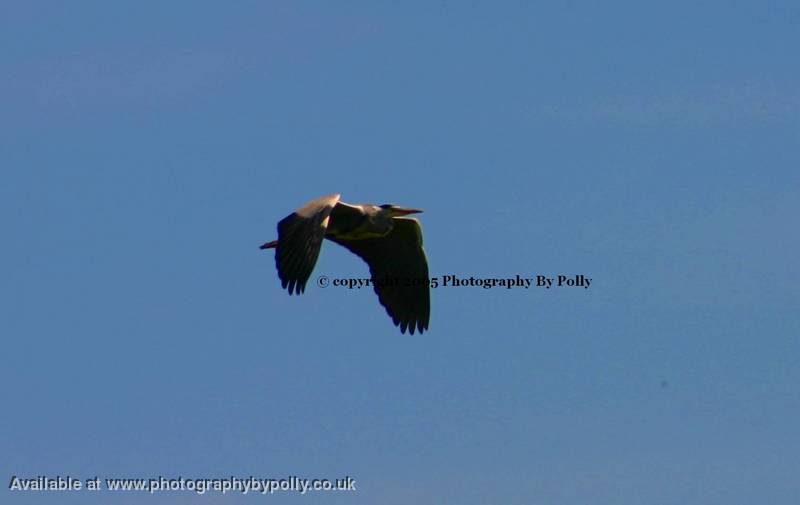 Wing Span