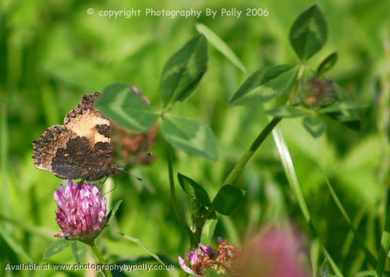 Wooden Butterfly