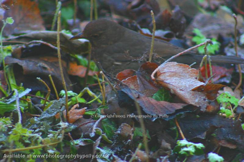 Worm Watching