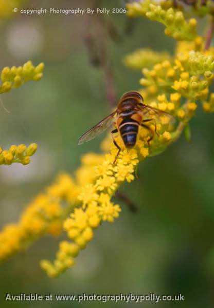 Yellow Bumble Bum