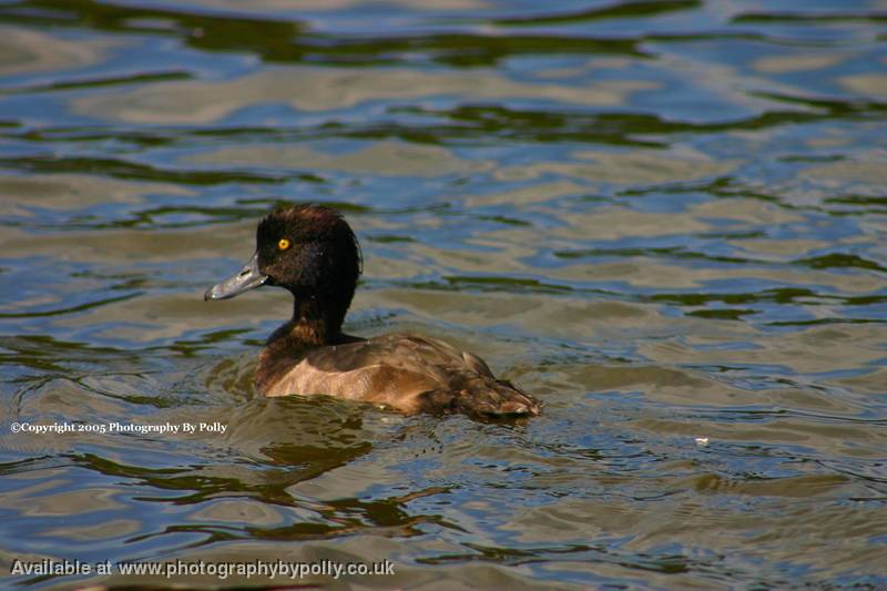 Yellow Eye Peck