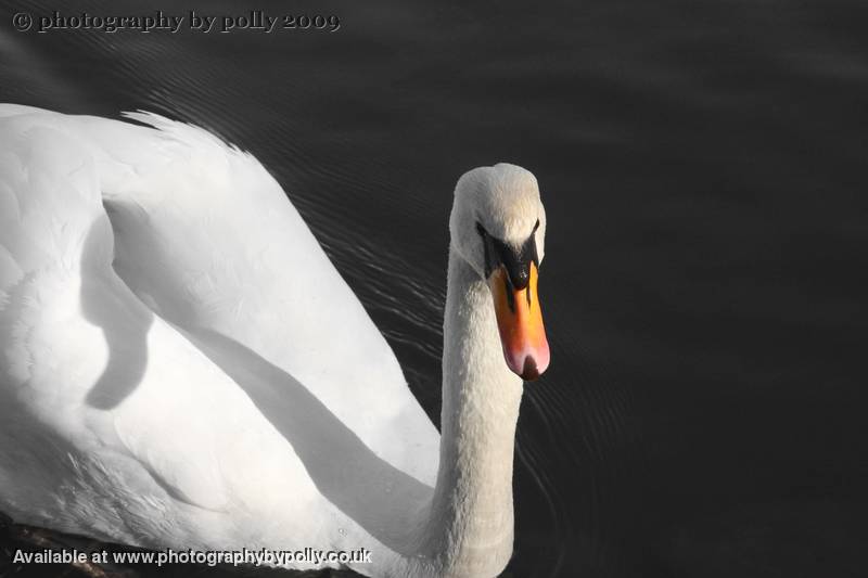 Beak Shadows