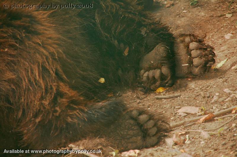 Bear Feets