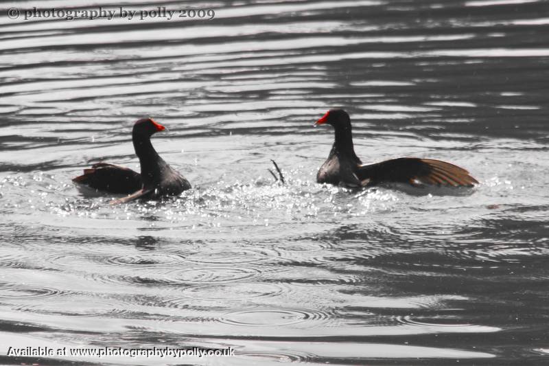 Bird Fight