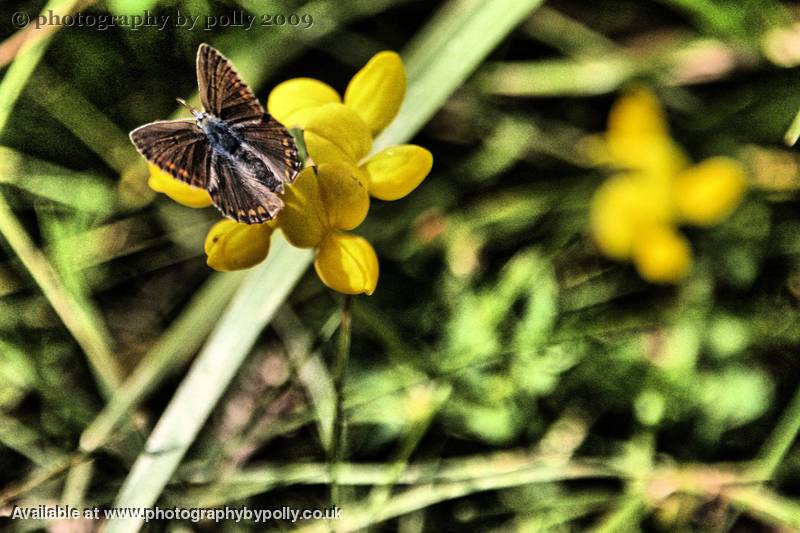 Broom Butterfly