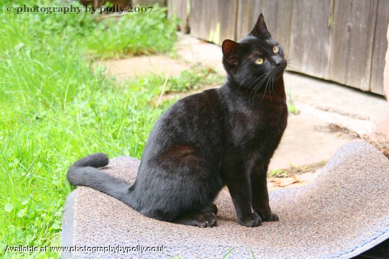 Cats 'n' Mats 2