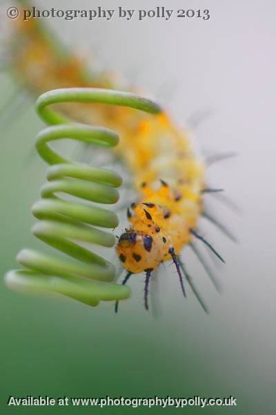 Coils and Spikes