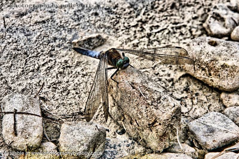 Dragonfly